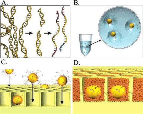 454 Pyrosequencing Steps 的图像结果
