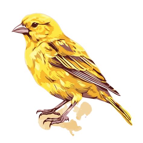 Canary Drawing Clipart PNG, Vector, PSD, and Clipart With Transparent Background for Free ...
