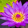 Image result for lily