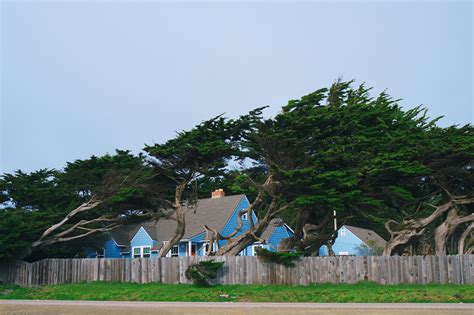 Straight Line Wind Damage 的图像结果