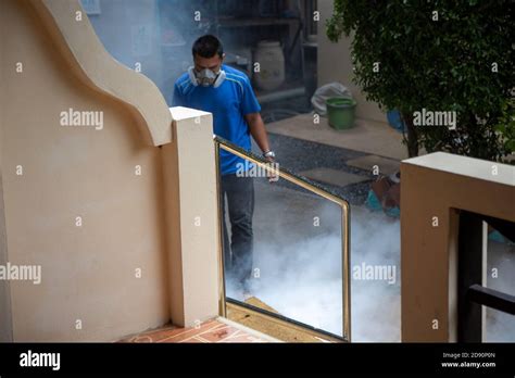 Image result for Insect Removal From Humans