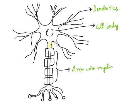 Brain Neuron 的图像结果