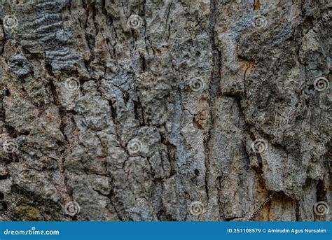 Image result for Tree with Bark Rot