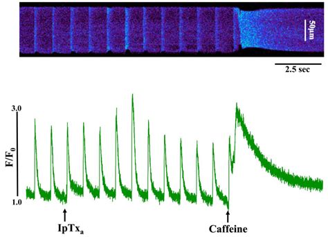 Imperatoxin A, a Cell-Penetrating Peptide from Scorpion Venom, as a ...