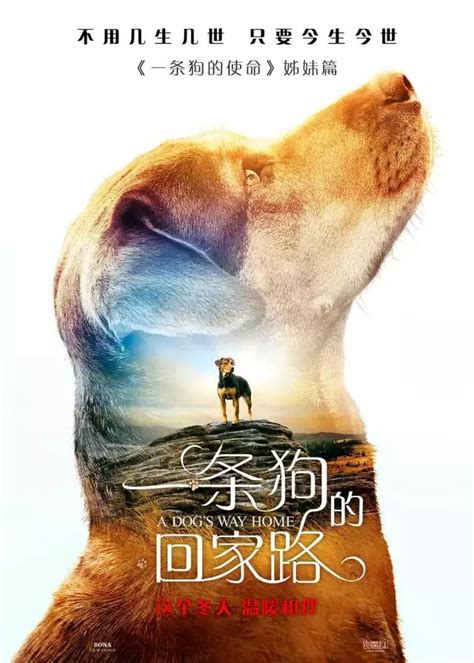 一条狗的使命(英语版)-电影-完整版免费在线观看-爱奇艺