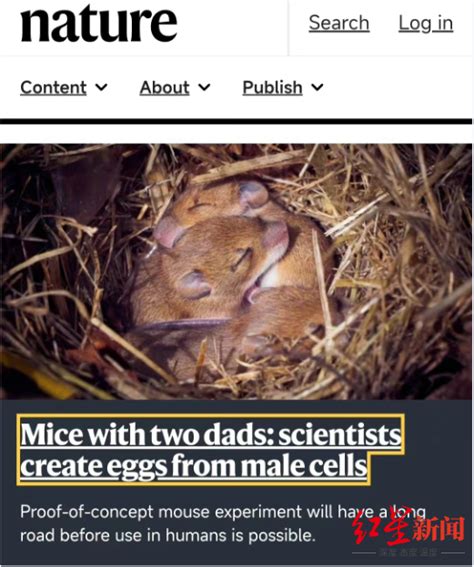 科学家首次让两只雄性老鼠“产仔”？专家回应__财经头条