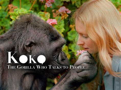 Koko Talking Gorilla BBC One Koko: The Gorilla Who Talks To People