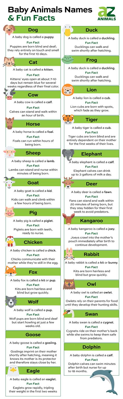 Baby Animals 101: Fun Names and Surprising Facts - A-Z Animals