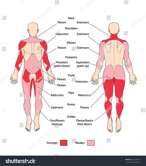 Image result for Muscle Groups and Functions