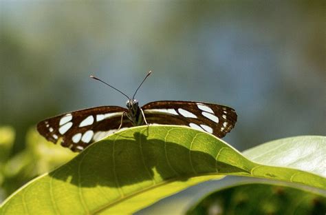 ELVIS BUTTERFLY GARDEN (2026) All You Need to Know BEFORE You Go (with ...