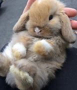 Image result for cute brown baby bunny videos