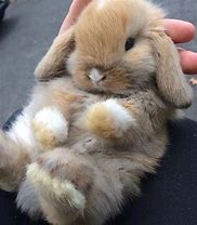 Image result for Fluffy Baby Bunnies