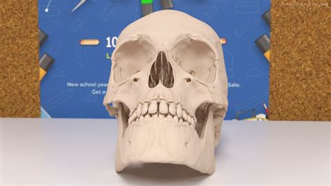 3D Model Male Human Skull Anatomy Model - TurboSquid 2384568