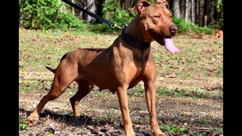 American Pitbull Terrier Red Nose