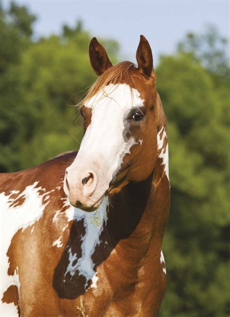 American Paint Horse - ŚWIAT WESTERNU