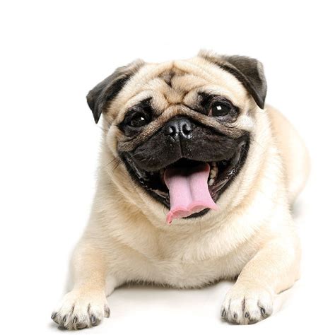 Pug Wallpaper, Screensaver, Background | List of small dogs, Pug facts ...