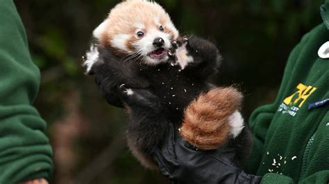 Red Pandas