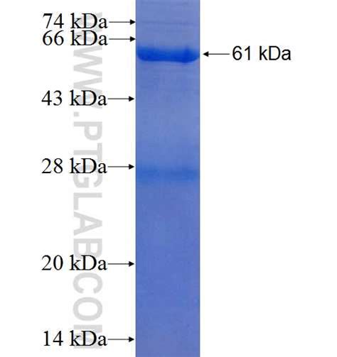 PCTK3 Fusion Protein Ag2851 | Proteintech