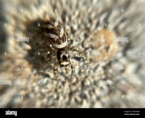 Zebra Jumping Spider (Salticus scenicus Stock Photo - Alamy
