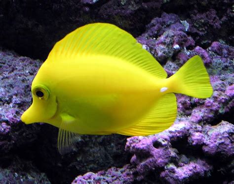 Image result for Fish Networking Visual Scripting