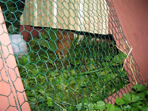 Chicken Condos.com 的图像结果