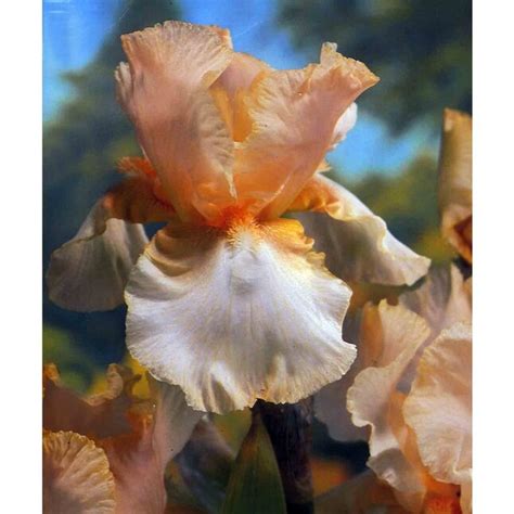 Beverly Sills Reblooming Iris Bulb at Lowes.com