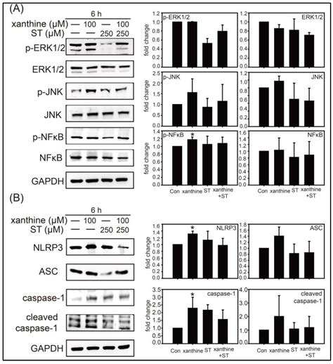 Alleviation of Hyperuricemia by Strictinin in AML12 Mouse Hepatocytes ...