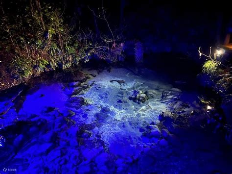 Maori Mitai Village and Redwood Forest Tour - Klook India