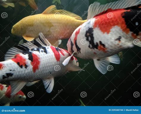 Japanese Koi Fish Swimming in Aquarium Fish Pond. Popular Pets for ...