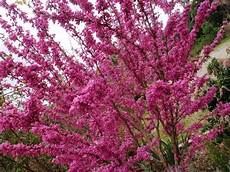 giardini in fiore foto seminte si plante de gradina hobby cercis siliquastrum giardini in fiore foto seminte si plante de gradina hobby cercis siliquastrum