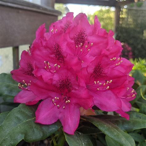 Rhododendron Nova Zembla - Buy Nova Zembla Rhododendrons Online ...
