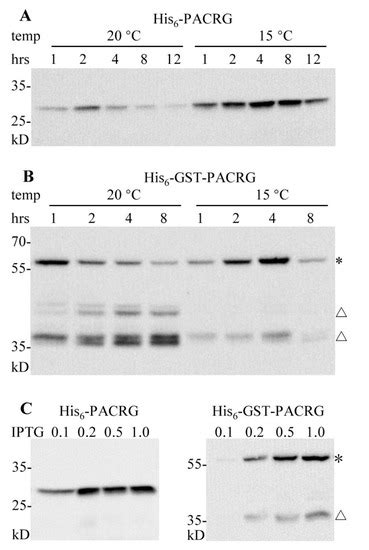 Functional Expression, Purification and Identification of Interaction ...