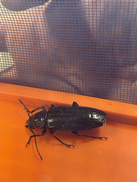 Large Black Beetle, approximately 2” long, found in coastal South ...