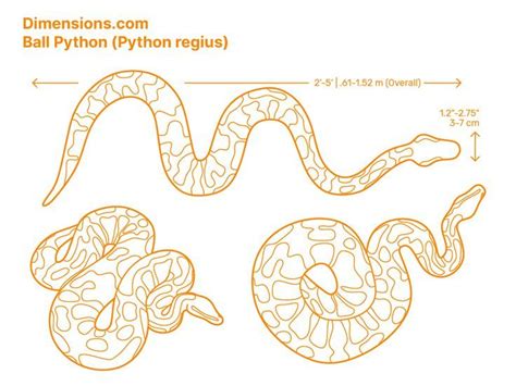Image result for How to Draw a Ball Python Step by Step