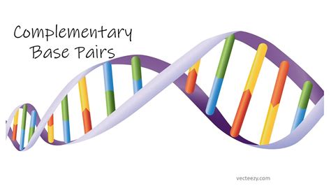 Image result for Complementary Base Pairs