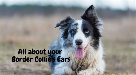 From Floppy to Pointed - A Guide to Border Collie Ear Types