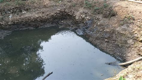 Marsh crocodile, Initially mistaken for a fish, trapped in sewage water ...