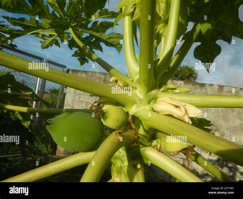This image shows young fruits of the Carica papaya plant, commonly ...