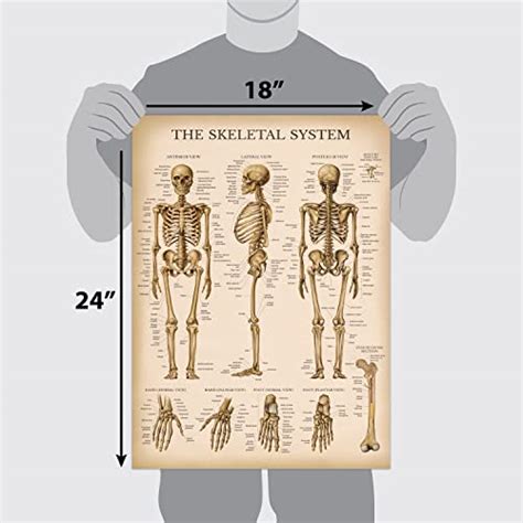 Buy 20 Pack - Vintage Anatomy Posters - Laminated - Muscular, Skeletal ...