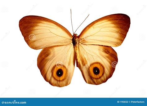 Butterfly with eyes stock photo. Image of lace, butterflies - 195652