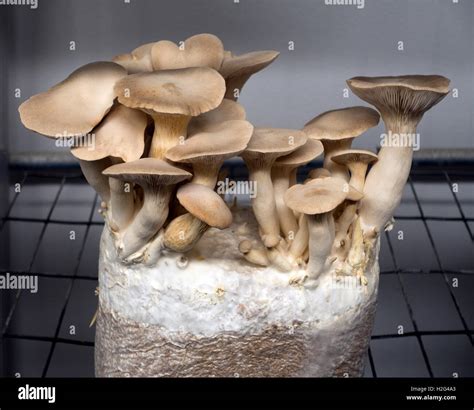 Phillips mushroom farm museum Kennett Square PA Stock Photo - Alamy