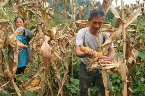在人间｜国庆回村掰玉米：4个月5亩地，父亲挣了3850元_凤凰网资讯_凤凰网