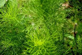 Image result for Green Wall Animal