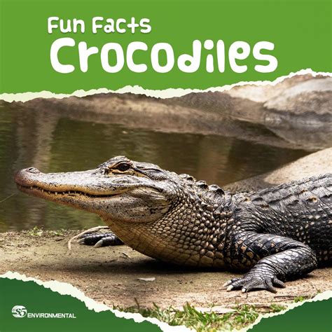 Fun Crocodile Facts! 🐊 Their powerful jaws are 45 times stronger than a ...