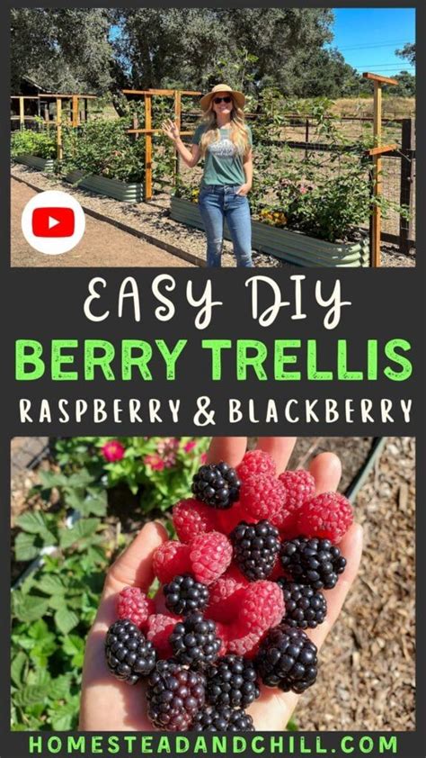 Image result for How to Build Raspberry Trellis