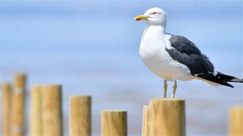 Image result for Boombox Visualizer Free Script