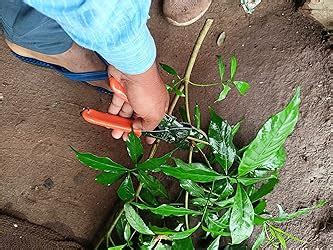 FALCON Economy M2 Plant Cutter Heavy Duty Pruning Secateur Garden ...