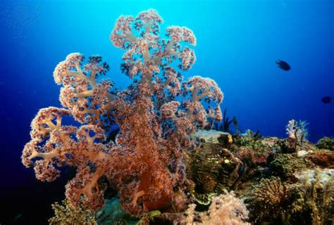 landforms - Solomon Islands