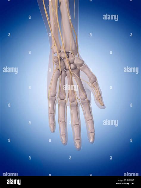Nerves hand hi-res stock photography and images - Alamy