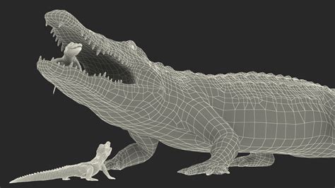 3D model Mother Crocodile Carrying Baby | 3D Molier International